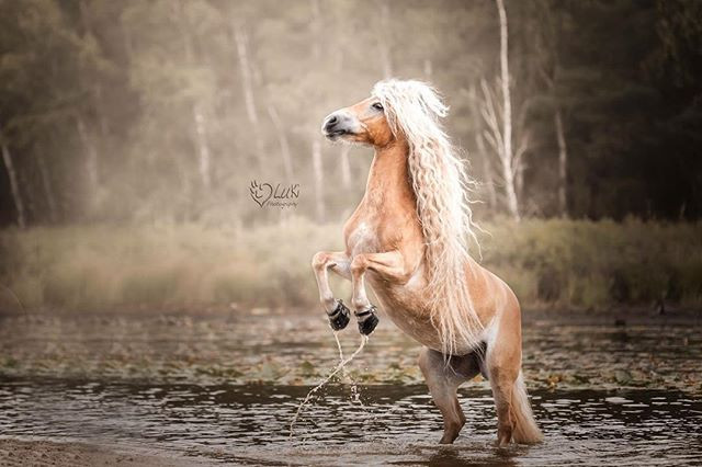 Naomi cho biết, cô mua Storm khoảng 2 năm về trước sau khi "yêu từ cái nhìn đầu tiên" mái tóc óng ả của cô ngựa xinh đẹp.