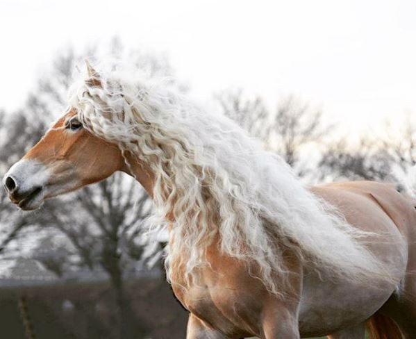 Storm đã không cắt bờm của mình từ khi được 2 tuổi. Nhờ vậy, cô ngựa xinh đẹp này sở hữu một "mái tóc" dài hệt như "công chúa tóc mây" trong vương quốc loài ngựa.