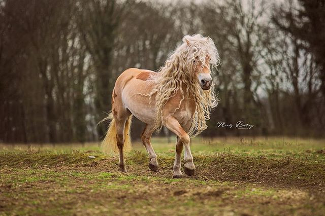 Hiện tại, công chúa tóc mây Storm đã sở hữu hơn 35.000 người theo dõi trên trang Instagram cá nhân, trở thành một trong những con ngựa nổi tiếng nhất trên mạng xã hội chia sẻ ảnh lớn nhất hành tinh.