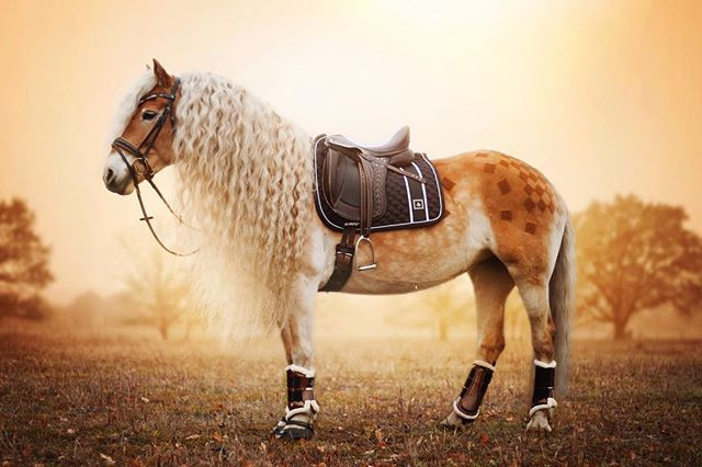 Nhiều người dự đoán, nếu Storm kết hợp với Frederick Đại đế, chắc chắn con của hai con ngựa này sẽ sở hữu một dáng vẻ xinh đẹp tuyệt trần, là một trong những con ngựa sở hữu mái tóc đẹp nhất thế giới.