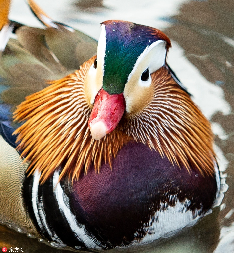 Điểm thú vị là chỉ có vịt trống (còn gọi là uyên) mới có bộ lông năm màu nổi bật và bắt mắt. Nó có mỏ đỏ, vệt lông hình lưỡi liềm lớn màu trắng phía trên mắt và mặt đỏ cùng "ria".