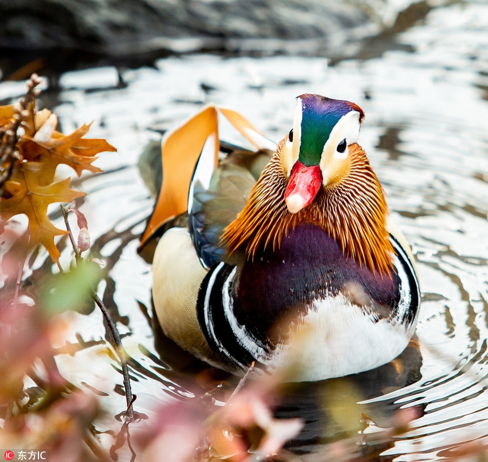 Ngực màu tía với hai sọc trắng theo chiều dọc, hai hông hung hung đỏ, với hai cụm lông giống như hai lá buồm màu da cam ở lưng.