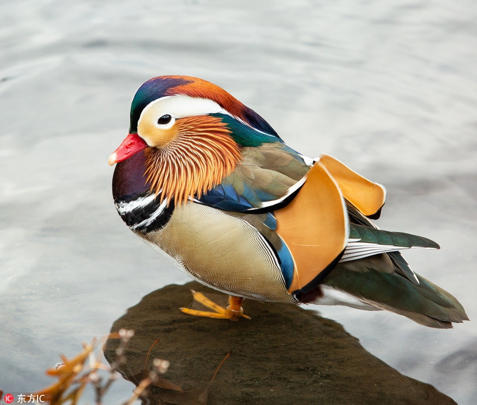 Vịt mái có màu lông xám là chủ yếu, vành khuyên màu trắng quanh mắt và sọc chạy ngược về phía sau từ mắt, nhưng nhạt dần, nó có sọc nhỏ màu trắng bên hông và đầu mỏ nhạt màu.
