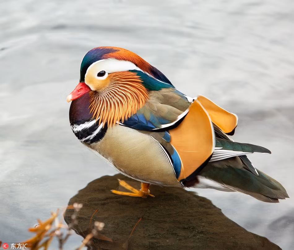 Vịt mái có màu lông xám là chủ yếu, vành khuyên màu trắng quanh mắt và sọc chạy ngược về phía sau từ mắt, nhưng nhạt dần, nó có sọc nhỏ màu trắng bên hông và đầu mỏ nhạt màu.