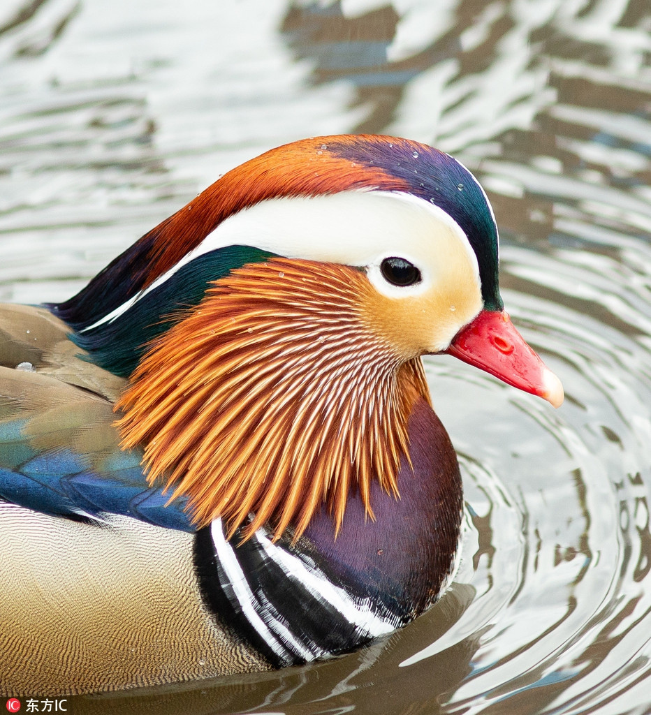 Sở dĩ loài vịt này được gọi là vịt uyên ương vì chúng thường đi theo cặp, con trống gọi là con uyên, con mái gọi là con ương.