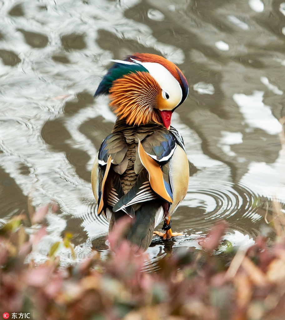 Một con uyên ương mái thì chỉ chung thủy với một con trống nên chúng được coi là biểu tượng cho hạnh phúc lứa đôi.