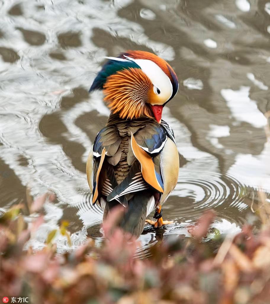 Một con uyên ương mái thì chỉ chung thủy với một con trống nên chúng được coi là biểu tượng cho hạnh phúc lứa đôi.