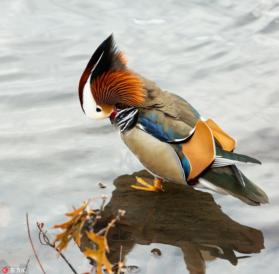 Theo thông tin đăng tải, vịt uyên ương hay vịt uyên ương ngũ sắc có tên khoa học là Aix galericulata, là một loài vịt đậu cây kích thước trung bình, có quan hệ họ hàng gần gũi với vịt Carolina ở Bắc Mỹ.