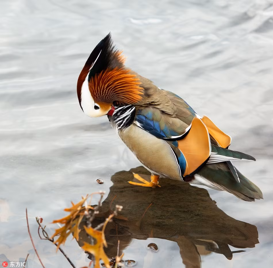 Theo thông tin đăng tải, vịt uyên ương hay vịt uyên ương ngũ sắc có tên khoa học là Aix galericulata, là một loài vịt đậu cây kích thước trung bình, có quan hệ họ hàng gần gũi với vịt Carolina ở Bắc Mỹ.