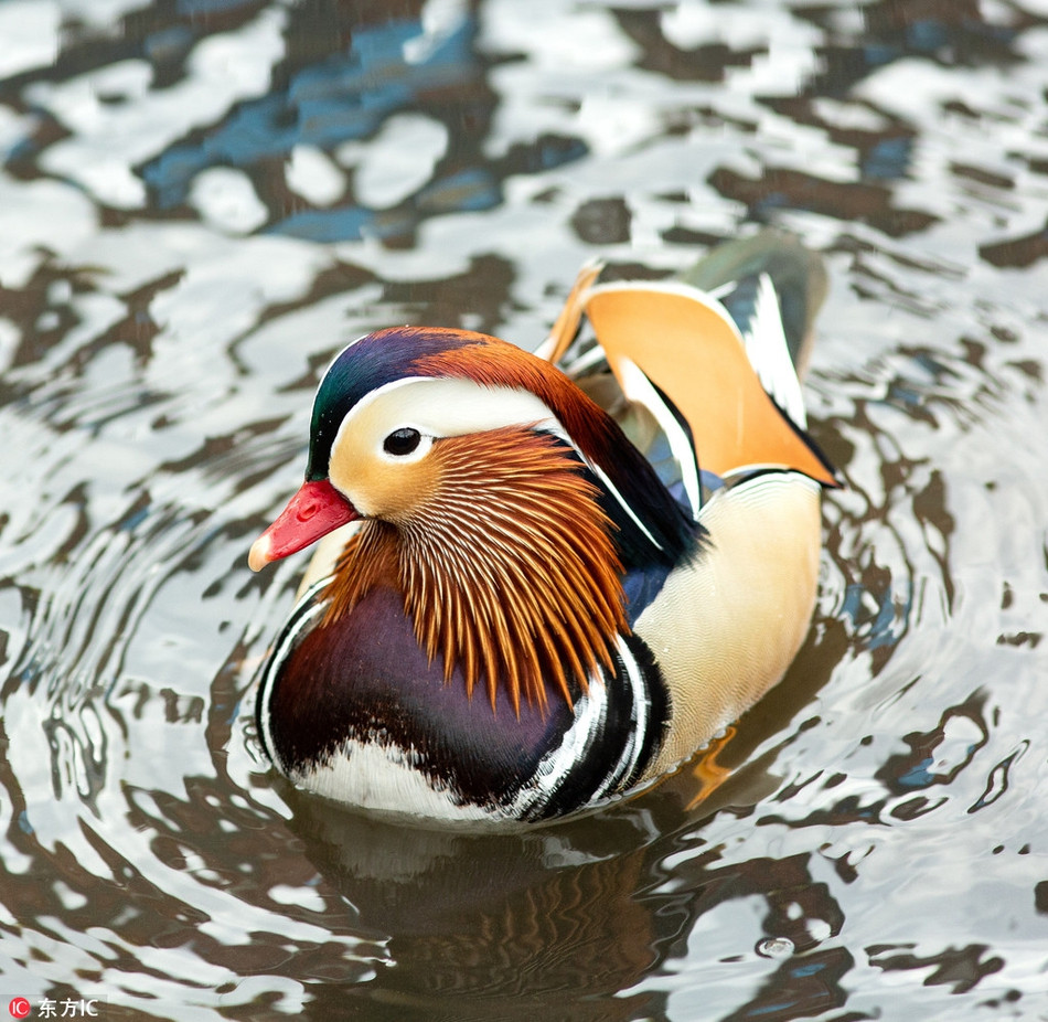 Đặc biệt, trái với các loài vịt khác, vịt uyên ương trống không bỏ rơi gia đình, nó chỉ tạm thời rời bỏ con mái trong thời gian ấp trứng và sẽ quay trở lại khi trứng đã nở.
