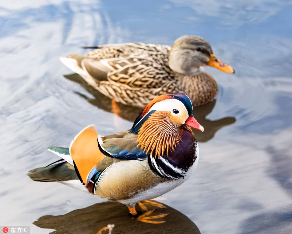 Mới đây, một nhiếp ảnh gia ghi được những hình ảnh ấn tượng về một con vịt uyên ương quý hiếm tuyệt đẹp tại công viên Trung tâm Manhattan, New York, Mỹ.