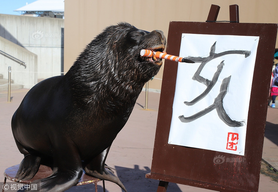 Tài năng của sư tử biển Leo khiến nhiều du khách không khỏi ngạc nhiên và thích thú.