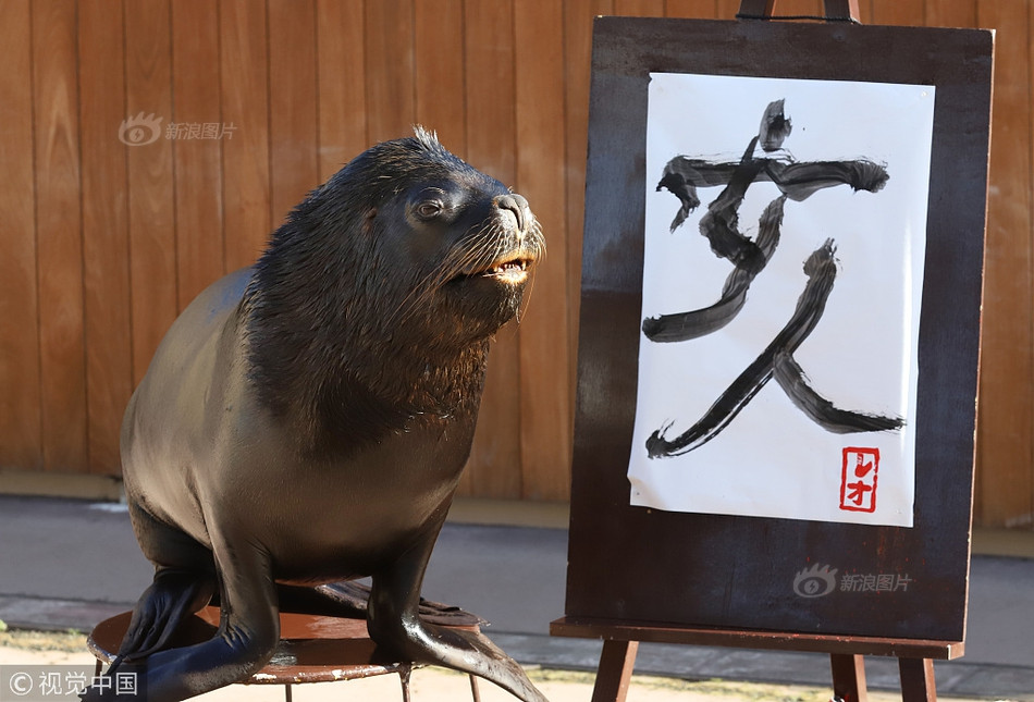 Với khả năng đặc biệt của mình, sư tử biển giỏi thư pháp Leo đã dùng chiếc bút lông, viết một chữ "Hợi" lên trên nền giấy trắng, mừng năm mới Kỷ Hợi năm 2019 sắp tới.