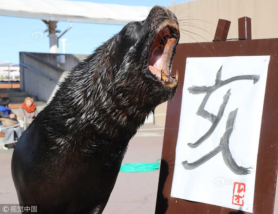 Đặc biệt, không chỉ viết một lần, sư tử biển tài năng còn có thể viết đi viết lại chữ "Hợi" một cách thành thạo, rất ấn tượng, nhận được rất nhiều lời khen ngợi, tán dương của mọi người.