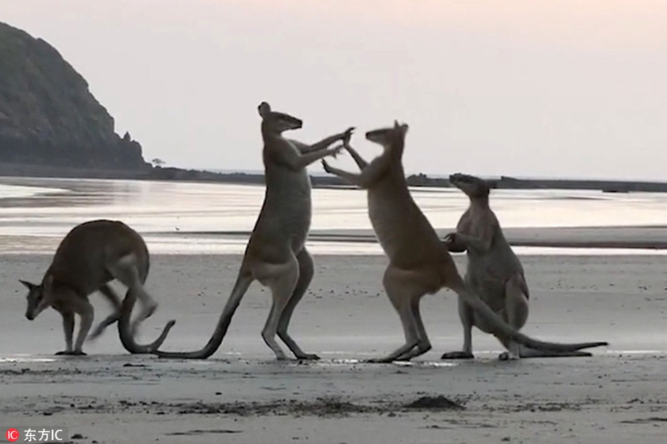 Be chuot tui can ngan dan anh danh nhau va ket dau don-Hinh-3