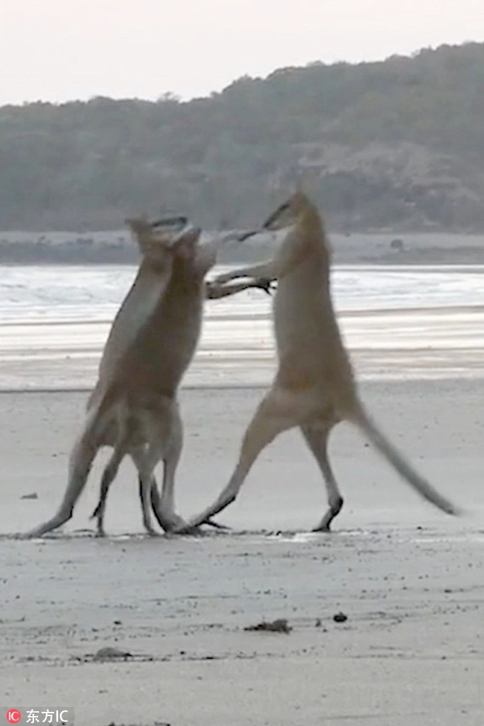 Be chuot tui can ngan dan anh danh nhau va ket dau don-Hinh-2