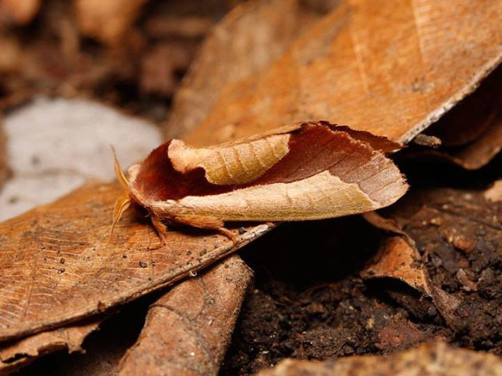 Sau hinh anh kho tin nay, la loai dong vat khong the ngo-Hinh-4