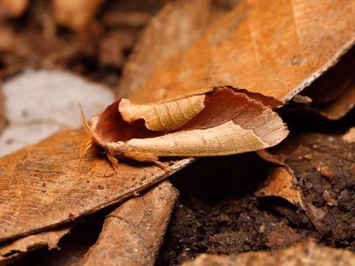 Sau hinh anh kho tin nay, la loai dong vat khong the ngo-Hinh-4