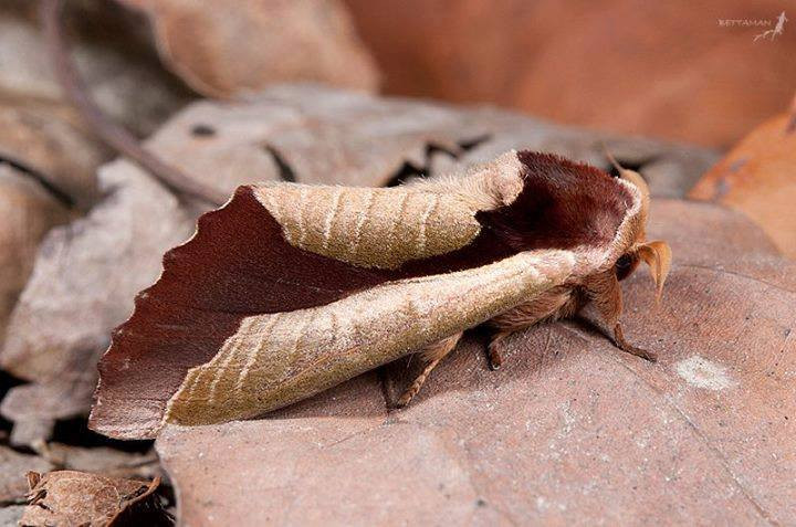 Sau hinh anh kho tin nay, la loai dong vat khong the ngo-Hinh-2