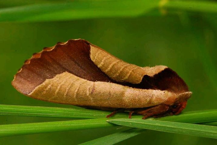 Sau hinh anh kho tin nay, la loai dong vat khong the ngo-Hinh-3