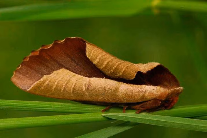 Sau hinh anh kho tin nay, la loai dong vat khong the ngo-Hinh-3