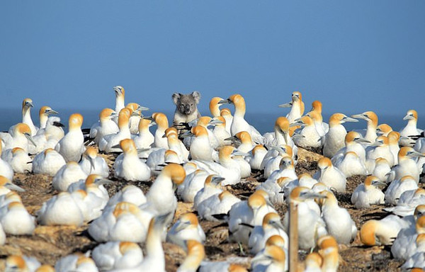 Hai huoc bieu cam gau Koala 