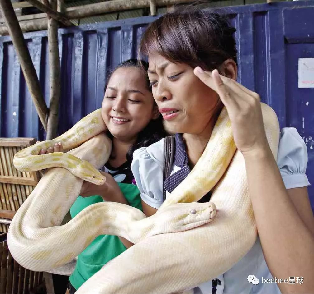 Những cô gái trẻ có phần sợ hãi khi được những kỹ thuật viên massage trăn khổng lồ chăm sóc.