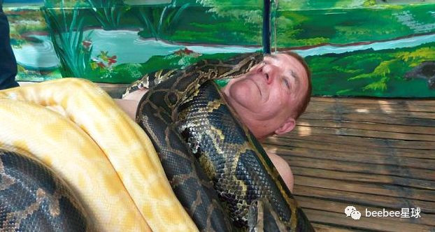 Các nhân viên vườn thú cũng nói rằng, họ sẽ cho những con trăn khổng lồ ăn no trước khi dùng chúng để massage cho du khách. Vì vậy khả năng con người bị tấn công rất nhỏ.