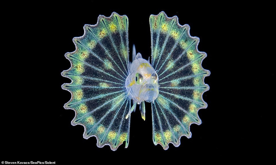 Loai ca dep nhu than tien, nhung can than... doc chet nguoi-Hinh-3