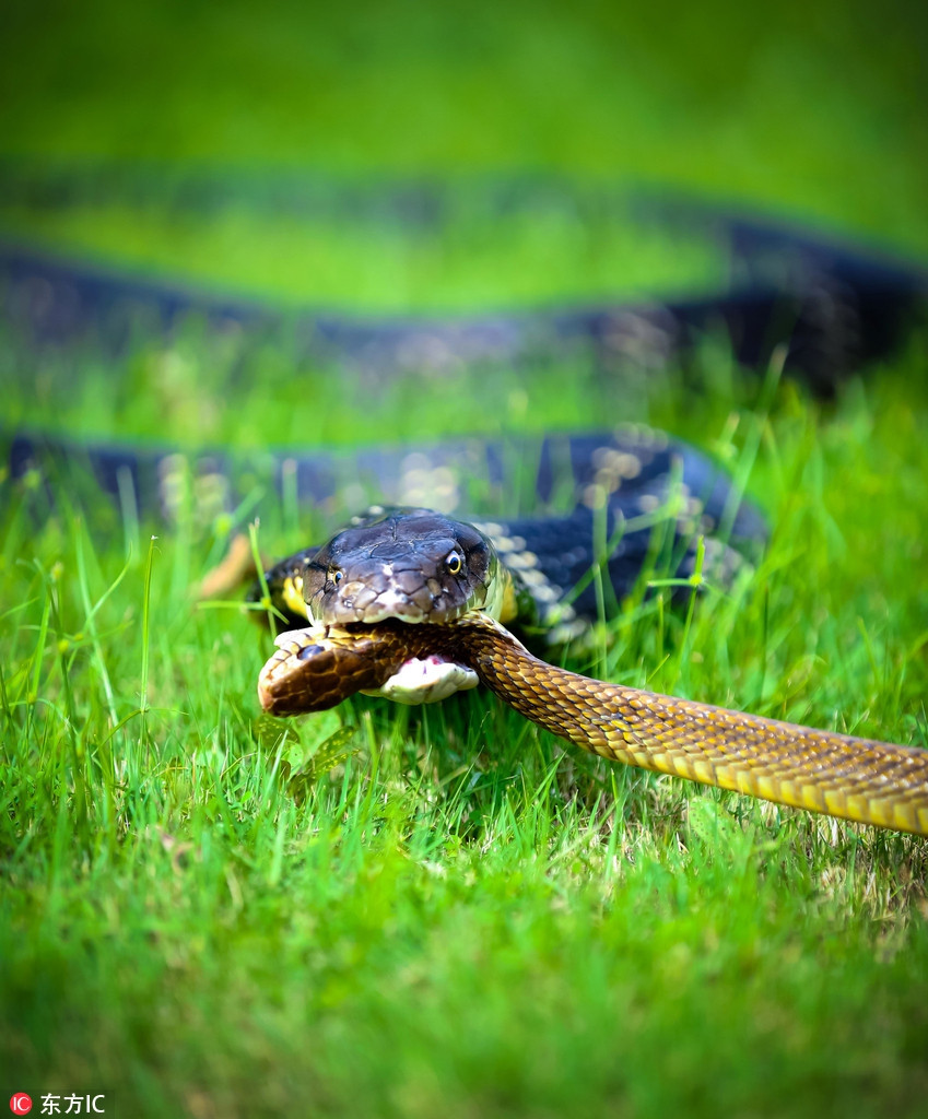 Ho mang chua an tuoi nuot song con ran chuot vo tinh-Hinh-3