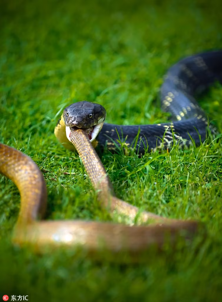 Ho mang chua an tuoi nuot song con ran chuot vo tinh-Hinh-5