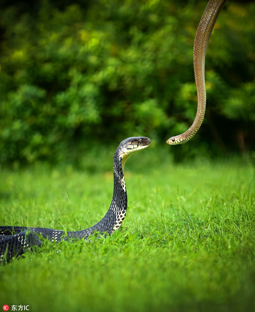 Ho mang chua an tuoi nuot song con ran chuot vo tinh-Hinh-2