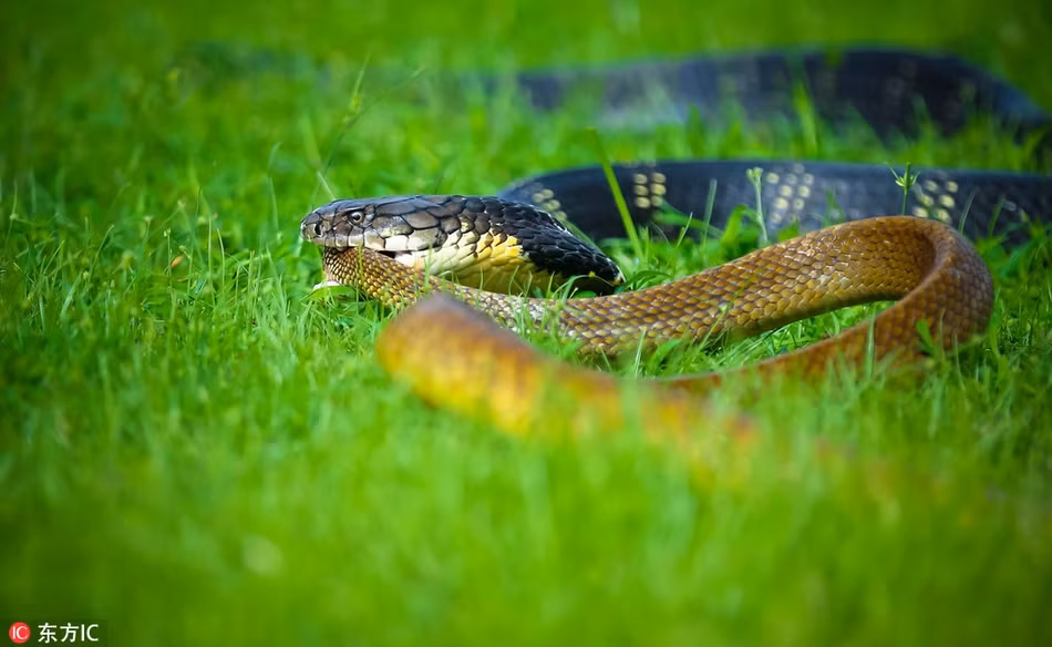 Ho mang chua an tuoi nuot song con ran chuot vo tinh-Hinh-4