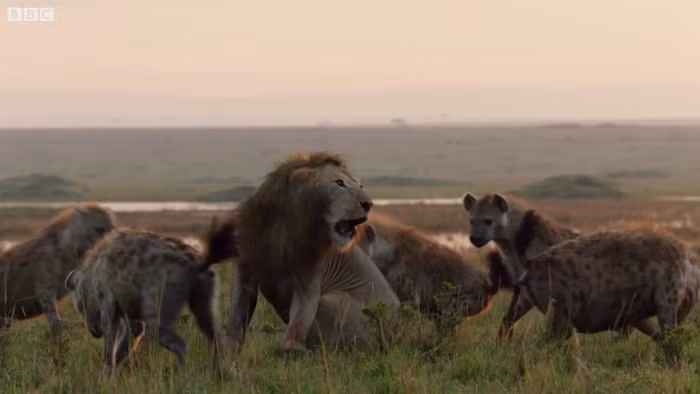 Chẳng mất nhiều thời gian, hoạt động của Red đã bị đàn linh cẩu phát hiện và gần như ngay lập tức, Red bị đàn linh cẩu khoảng 20 con tập kích.