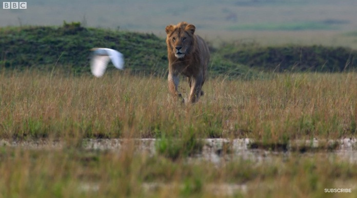May mắn thay, tiếng gầm của sư tử Red đã khiến người anh của nó đang ở gần đó chú ý. Thấy em mình gặp nguy, sư tử anh đã vội vàng chạy đến.