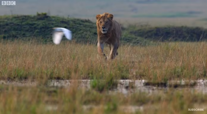 May mắn thay, tiếng gầm của sư tử Red đã khiến người anh của nó đang ở gần đó chú ý. Thấy em mình gặp nguy, sư tử anh đã vội vàng chạy đến.