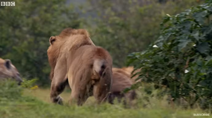 Trong lúc Red không còn chống cự được bao lâu, sư tử anh xuất hiện như một vị thần, chạy tới xua đuổi bầy linh cẩu, cứu em trai mình. Ngay khi thấy sự xuất hiện của con sư tử đực thứ hai, bầy linh cẩu đã chùn bước. Chúng biết rằng khó có thể cùng lúc giết được anh em sư tử đực trưởng thành, vì vậy đã chủ động rút lui khi bị đuổi.