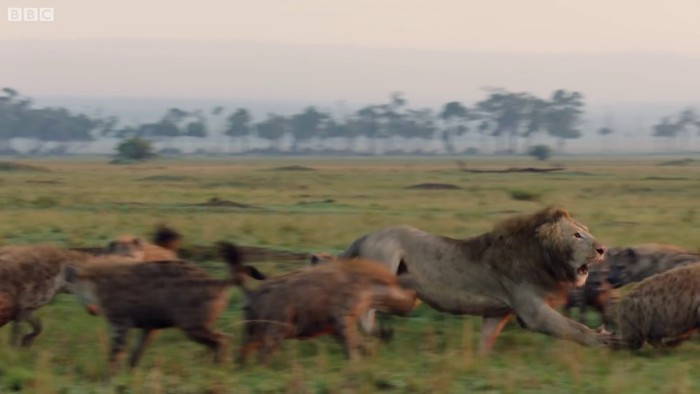 Những con linh cẩu này vô cùng hung dữ và khát máu. Ngay khi quan sát thấy sư tử đơn độc, chúng đã kéo tới và quyết định dùng chiến thuật ỷ đông hiếp yếu, giết chết sư tử.