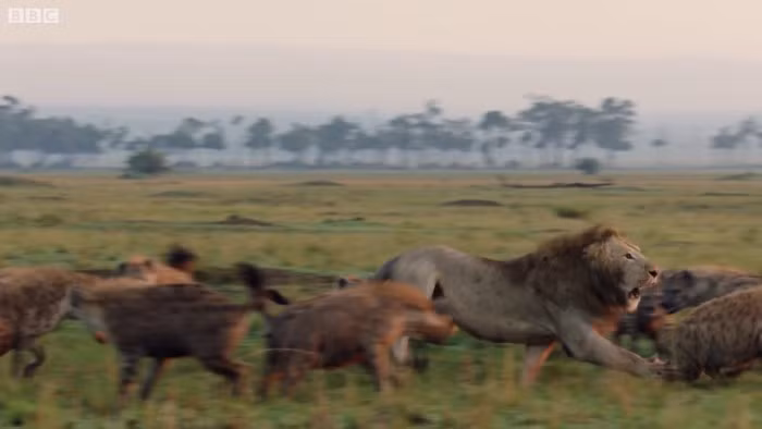 Những con linh cẩu này vô cùng hung dữ và khát máu. Ngay khi quan sát thấy sư tử đơn độc, chúng đã kéo tới và quyết định dùng chiến thuật ỷ đông hiếp yếu, giết chết sư tử.