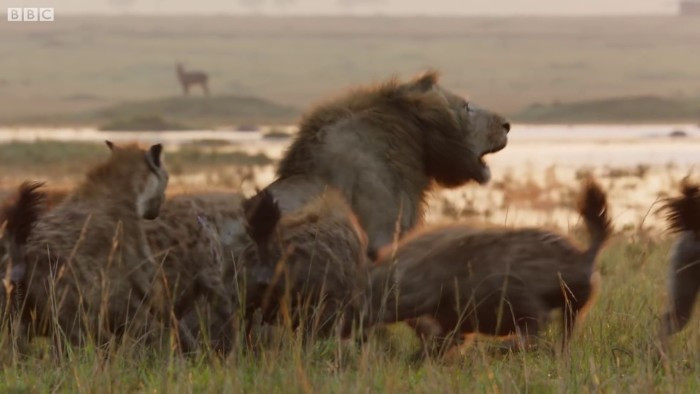 Vừa phải tấn công, vừa phải phòng thủ, ban đầu, vị vua sư tử còn chiếm thế thượng phong. Tuy nhiên, trận đấu càng kéo dài, Red càng có dấu hiệu kiệt sức. Vẻ mệt mỏi xuất hiện càng lúc càng rõ ràng trên khuôn mặt của sư tử đực trẻ tuổi.