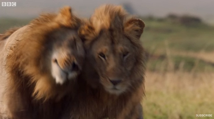 Cuối cùng, nhờ tinh thần chiến đấu ngoan cường, nhờ vận may không phải con vật nào cũng gặp được, sư tử Red đã thoát hiểm vào phút cuối, đoàn tụ với sư tử anh một cách đầy tình cảm và gắn bó.