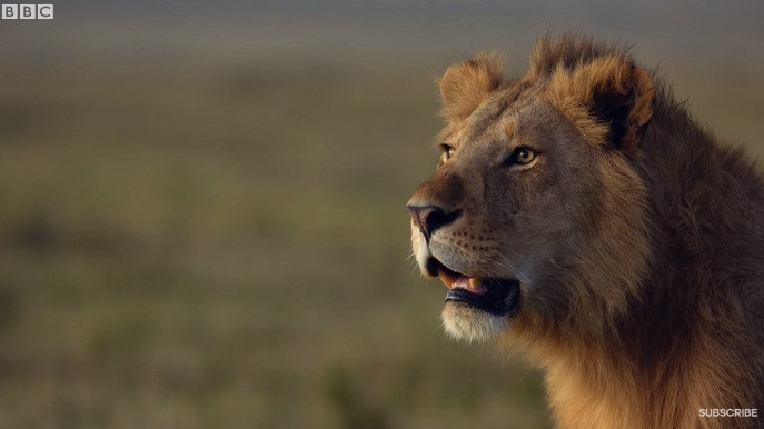 Thế nhưng linh cẩu không những áp đảo về số lượng mà còn rất ranh mãnh. Chúng thay nhau tấn công sư tử một cách đều đặn, khiến sư tử đực thực sự lâm vào hiểm cảnh.