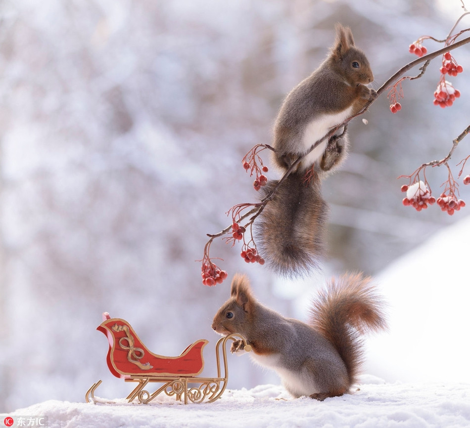 Theo chia sẻ, để chụp được những bức ảnh thú vị này, trước tiên nhiếp ảnh gia Geert đã bố trí hoạt cảnh theo ý mình, lựa chọn một số đạo cụ Giáng sinh tự mình làm.