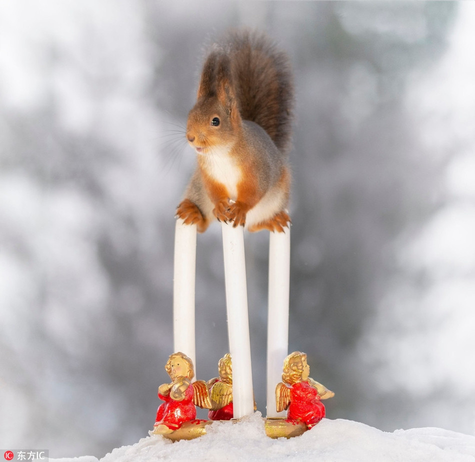 Qua ống kính của nhiếp ảnh gia, những con sóc có cuộc sồng tràn đầy niềm vui và tinh thần Giáng sinh chẳng khác nào con người.