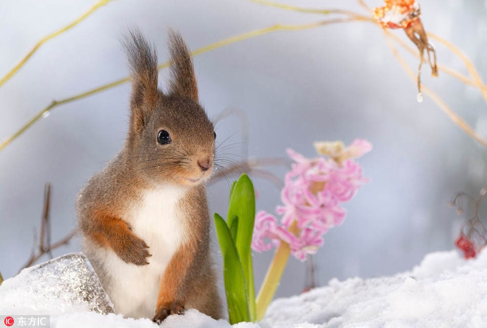 Sau đó, anh đặt một số loại hạt ngũ cốc và hạt hướng dương vào giữa các đạo cụ để thu hút những con sóc đỏ trong khu rừng gần nhà.