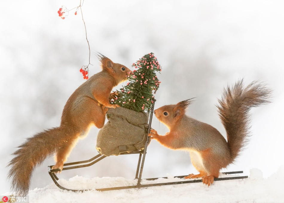 Mới đây nhiếp ảnh gia Geert Weggen ở Thụy Điển đã thực hiện bộ ảnh ấn tượng và thú vị khi những con sóc tinh nghịch háo hức chuẩn bị đón Giáng sinh 2018, mừng năm mới.