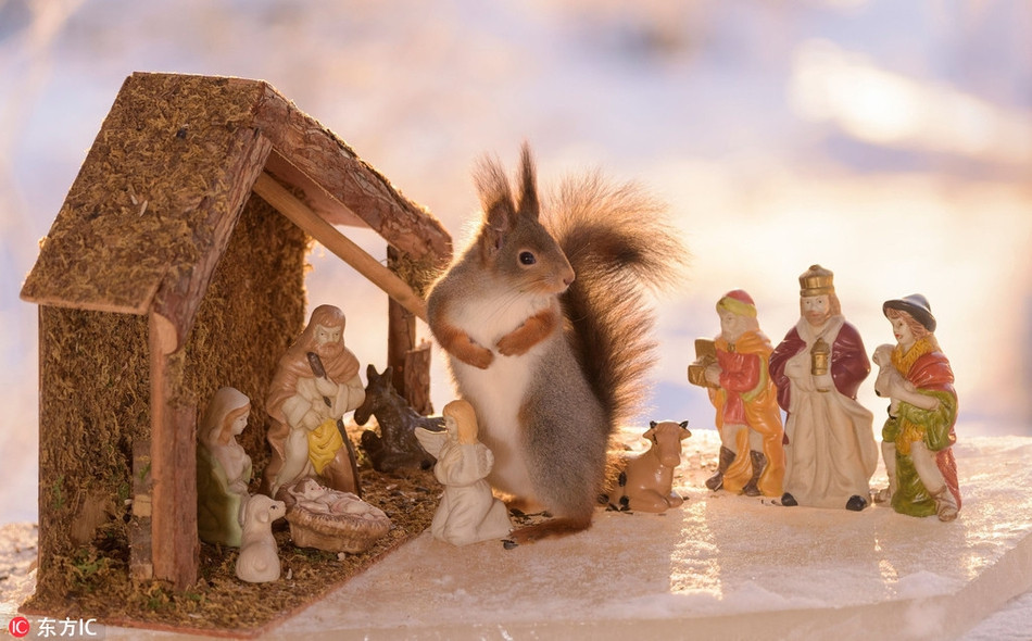 Trong những bức ảnh, sóc đỏ chơi với cây thông Noel, chuẩn bị quà Giáng sinh, dường như chúng rất bận rộn để chuẩn bị cho ngày lễ.