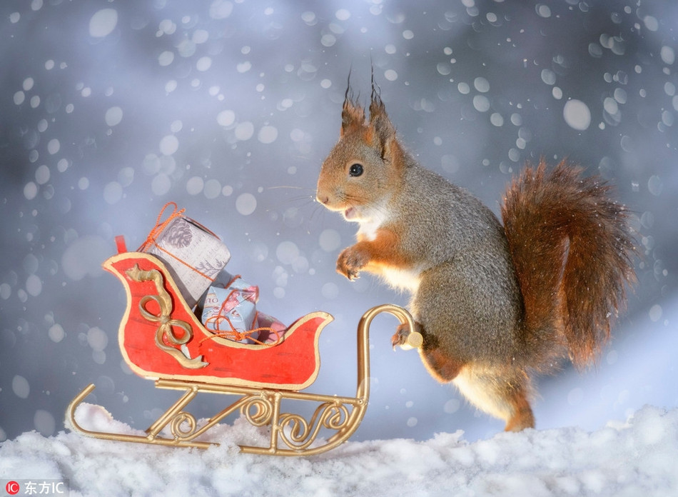 Trong ảnh là khoảnh khắc một con sóc đỏ đang đẩy chiếc xe chứa đầy quà Giáng sinh. Trông nó rất vui vẻ và hào hứng, tràn đầy năng lượng và tinh thần Giáng sinh.