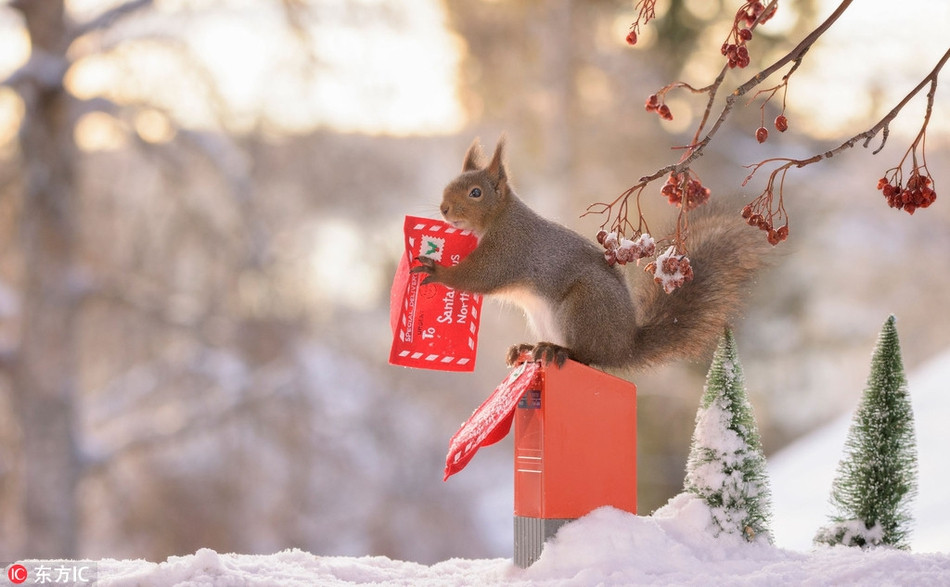 Toàn bộ đạo cụ nhỏ xinh là do anh tự tay chuẩn bị. Sự tương tác của những con sóc cũng hoàn toàn tự nhiên.