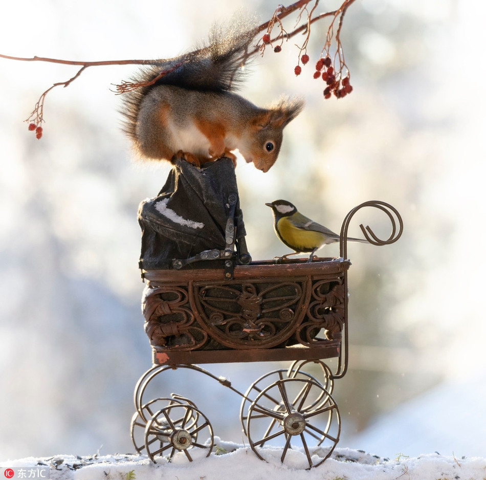 Nhiếp ảnh gia Geert Weggen cũng cho biết, anh không sử dụng photoshop để cắt ghép bất cứ thứ gì.